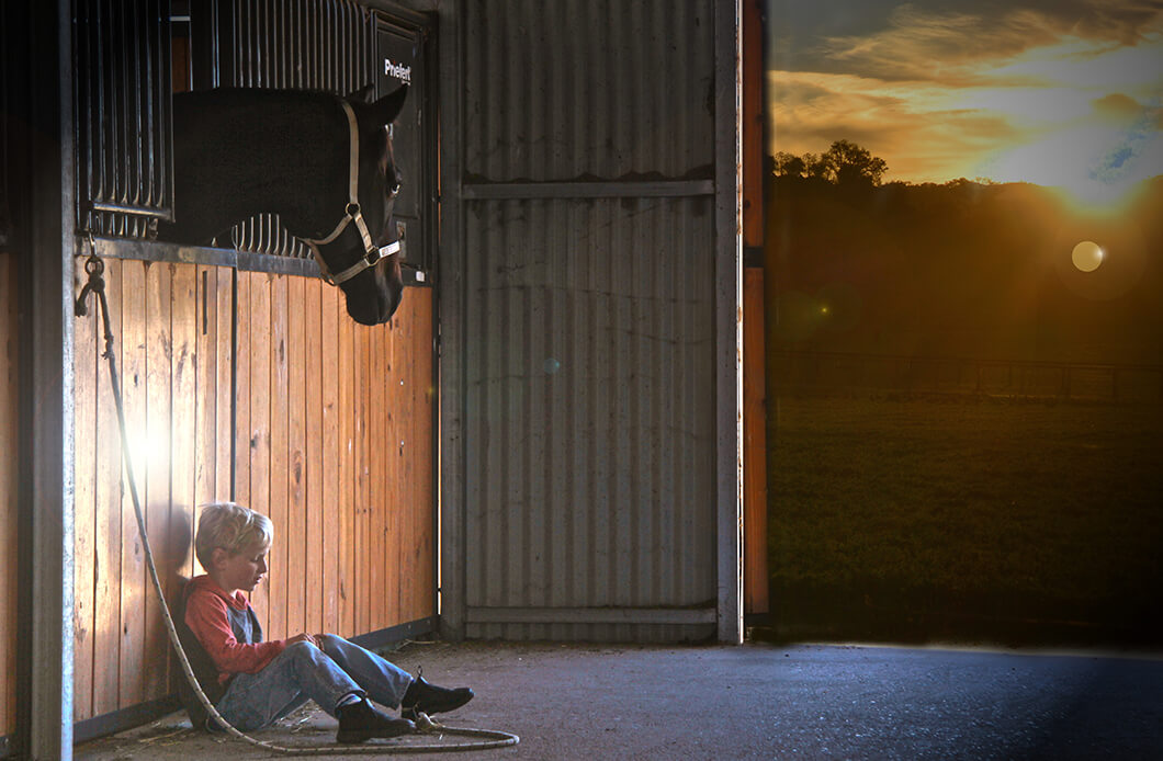 Stable mates watching the sun go down together